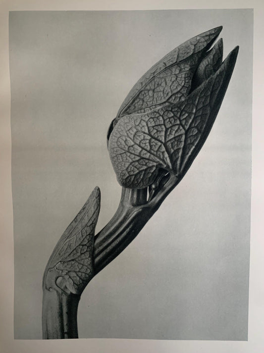 1929 Karl Blossfeldt Print - BIRTHWORT BUD - Abstract Photogravure - Plant Tree - Botanical Wall Art - 9.5 x 12 Inch