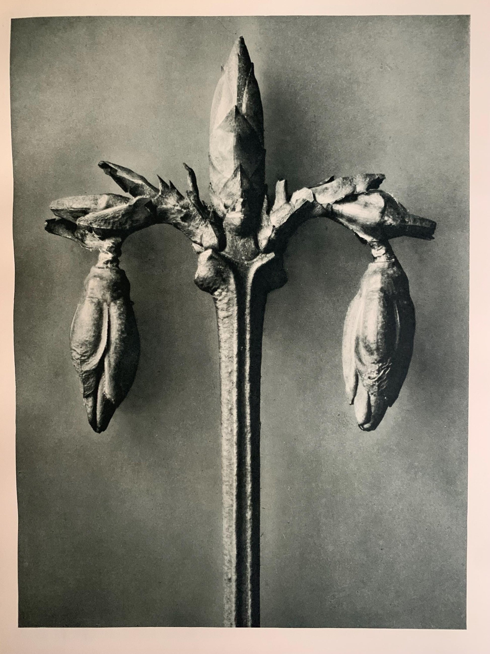 1929 Karl Blossfeldt Print - WEEPING FORSYTHIA - Abstract Photogravure - Plant Tree - Botanical Wall Art - 9.5 x 12 Inch