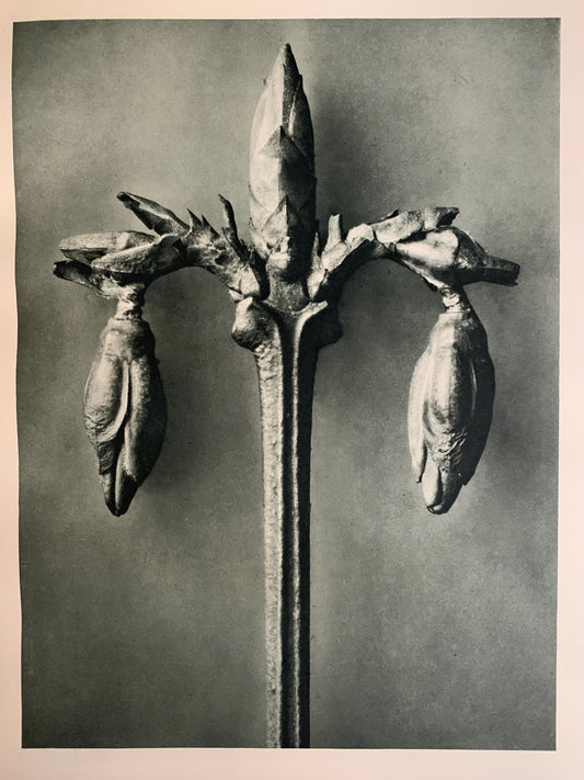 1929 Karl Blossfeldt Print - WEEPING FORSYTHIA - Abstract Photogravure - Plant Tree - Botanical Wall Art - 9.5 x 12 Inch