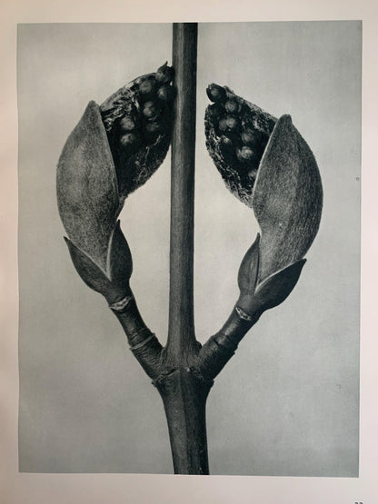 1929 Karl Blossfeldt Print - MAPLE TREE SHOOTS - Abstract Photogravure - Plant Tree - Botanical Wall Art - 9.5 x 12 Inch