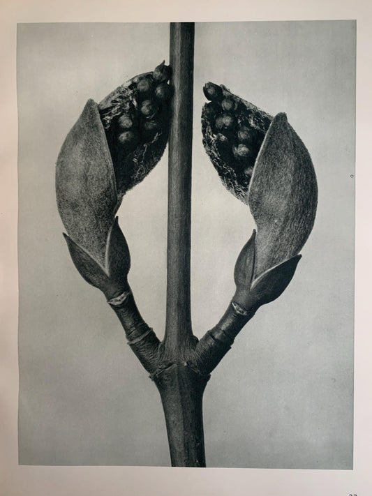 1929 Karl Blossfeldt Print - MAPLE TREE SHOOTS - Abstract Photogravure - Plant Tree - Botanical Wall Art - 9.5 x 12 Inch