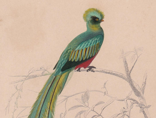 1861 QUETZAL Bird Print - Hand-Coloured Antique Print - Orbigny - Animal Wall Art - Gift Decor - 5.75 x 9.75 Inches