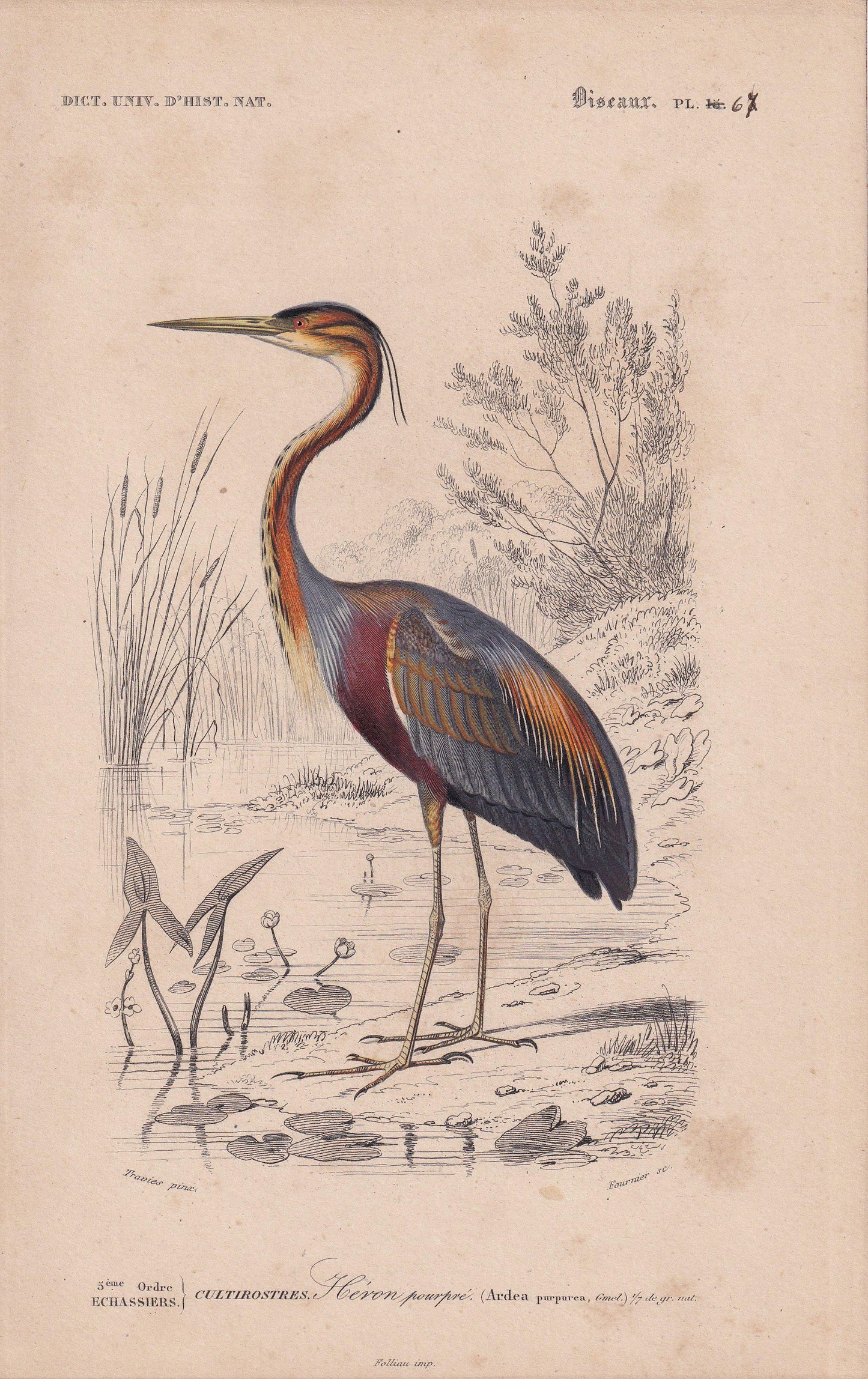 1861 PURPLE HERON Bird Print - Hand-Coloured Antique Print - Orbigny - Animal Wall Art - Gift Decor - 5.75 x 9.75 Inches
