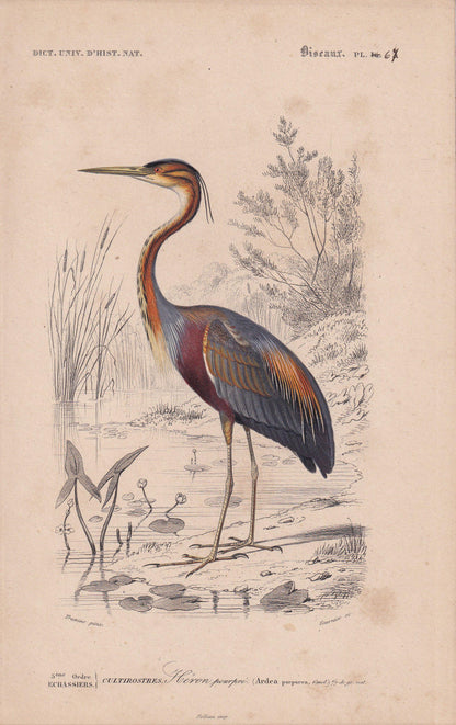 1861 PURPLE HERON Bird Print - Hand-Coloured Antique Print - Orbigny - Animal Wall Art - Gift Decor - 5.75 x 9.75 Inches