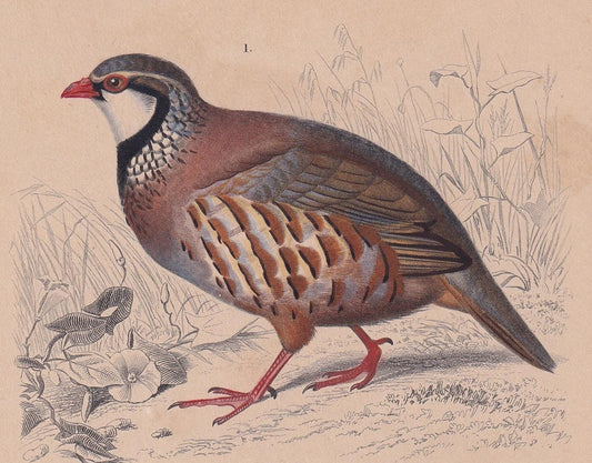 1861 PARTRIDGE & GUINEAFOWL Bird Print - Hand-Coloured Antique Print - Orbigny - Animal Wall Art - Gift Decor - 5.75 x 9.75 I