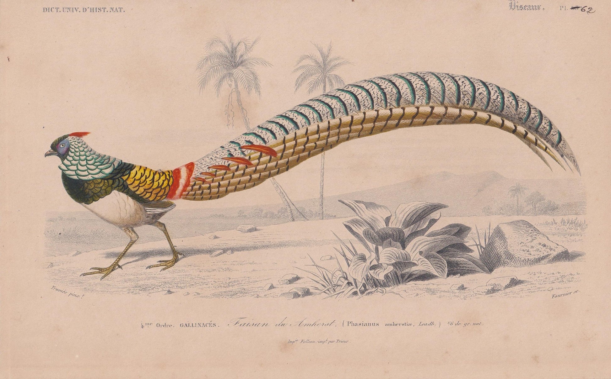 1861 LADY AMHERST PHEASANT Bird Print - Hand-Coloured Antique Print - Orbigny - Animal Wall Art - Gift Decor - 5.75 x 9.75 In