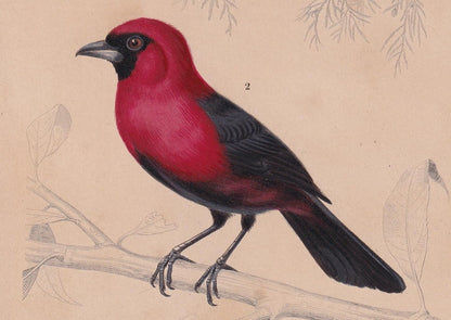 1861 BLUE TIT & TANAGER Bird Print - Hand-Coloured Antique Print - Orbigny - Animal Wall Art - Gift Decor - 5.75 x 9.75 Inche