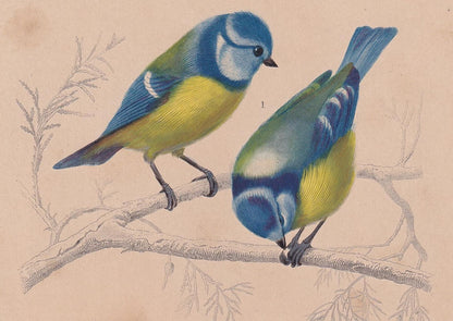 1861 BLUE TIT & TANAGER Bird Print - Hand-Coloured Antique Print - Orbigny - Animal Wall Art - Gift Decor - 5.75 x 9.75 Inche