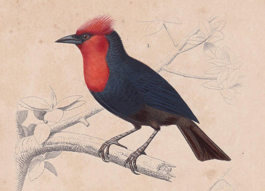 1861 WEAVER & RED BISHOP Bird Print - Hand-Coloured Antique Print - Orbigny - Animal Wall Art - Gift Decor - 5.75 x 9.75 Inch