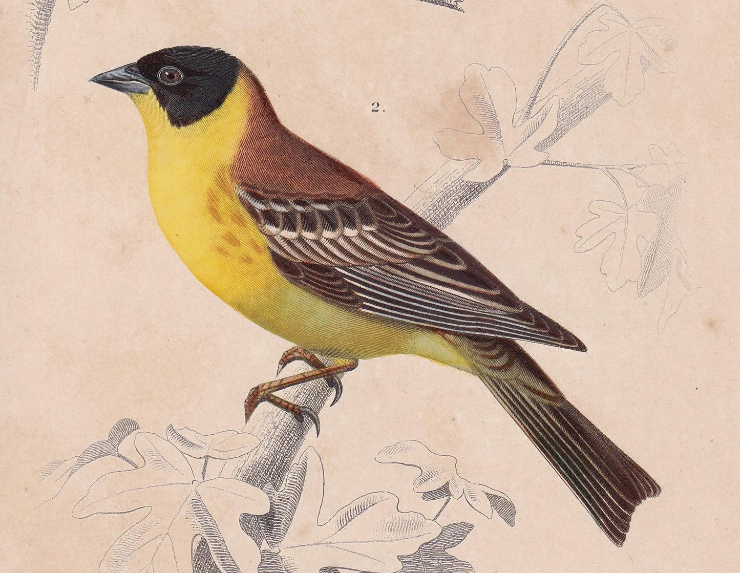 1861 WEAVER & RED BISHOP Bird Print - Hand-Coloured Antique Print - Orbigny - Animal Wall Art - Gift Decor - 5.75 x 9.75 Inch