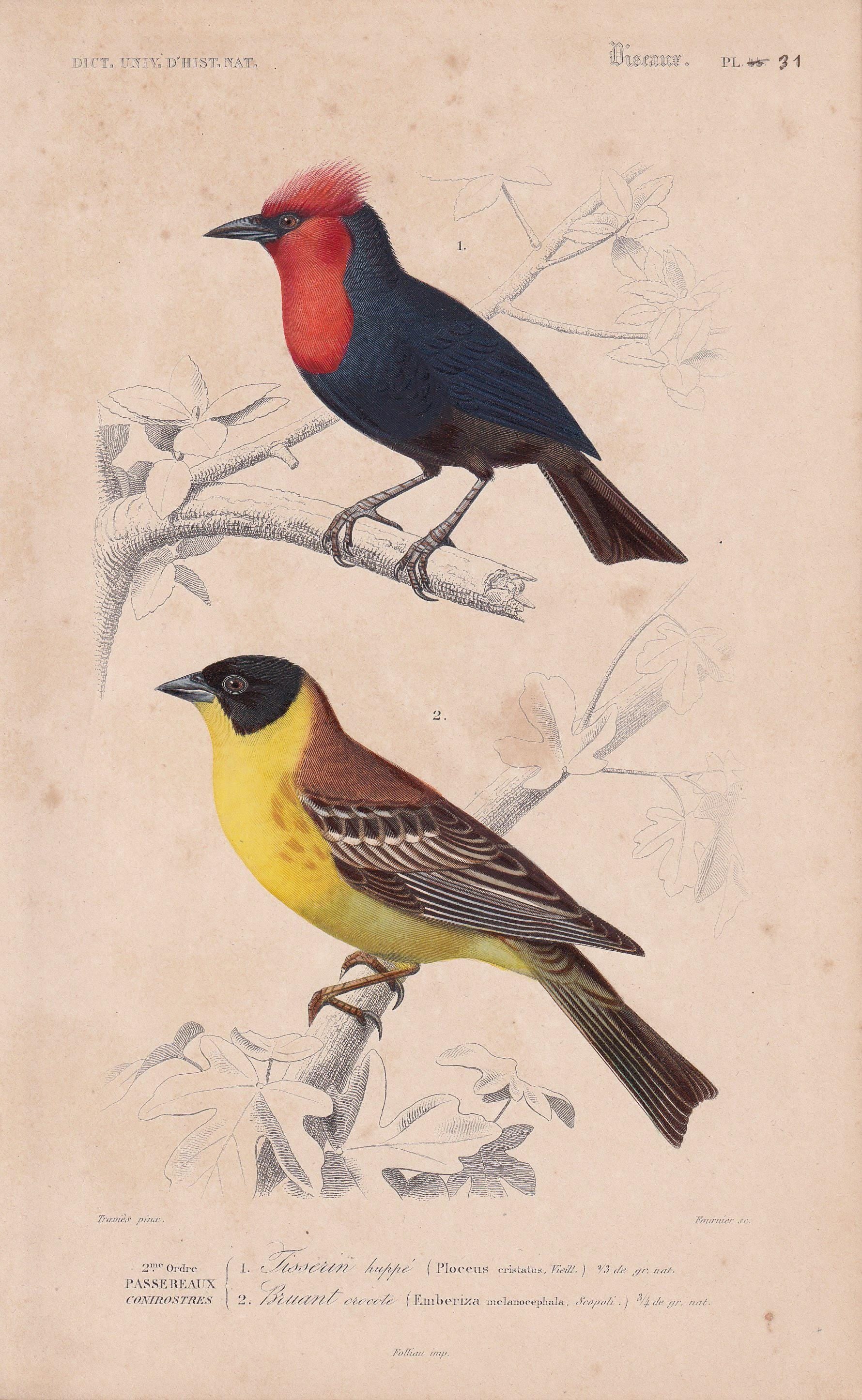 1861 WEAVER & RED BISHOP Bird Print - Hand-Coloured Antique Print - Orbigny - Animal Wall Art - Gift Decor - 5.75 x 9.75 Inch