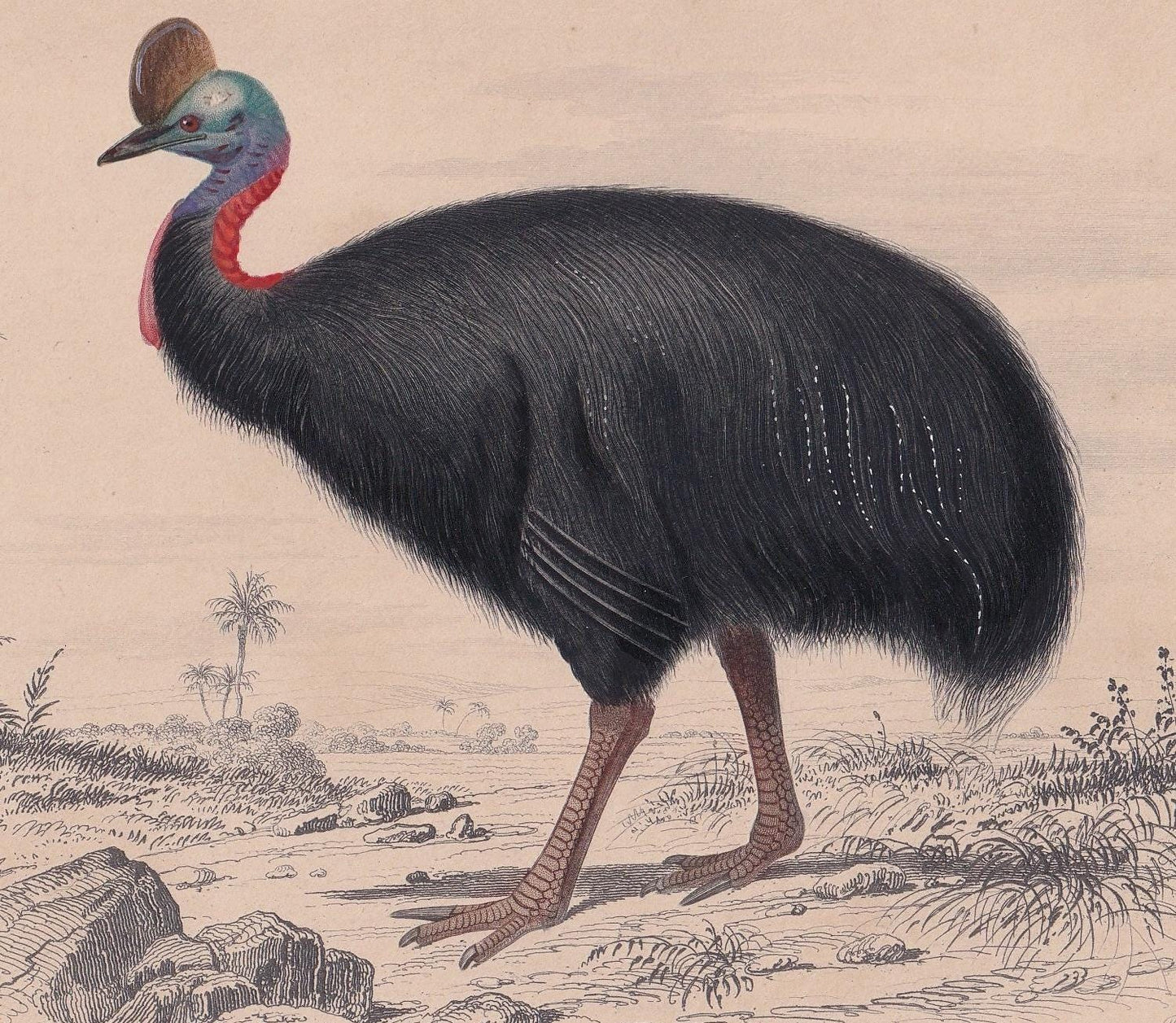 1861 CASSOWARY Bird Print - Hand-Coloured Antique Print - Orbigny - Animal Wall Art - Gift Decor - 5.75 x 9.75 Inches