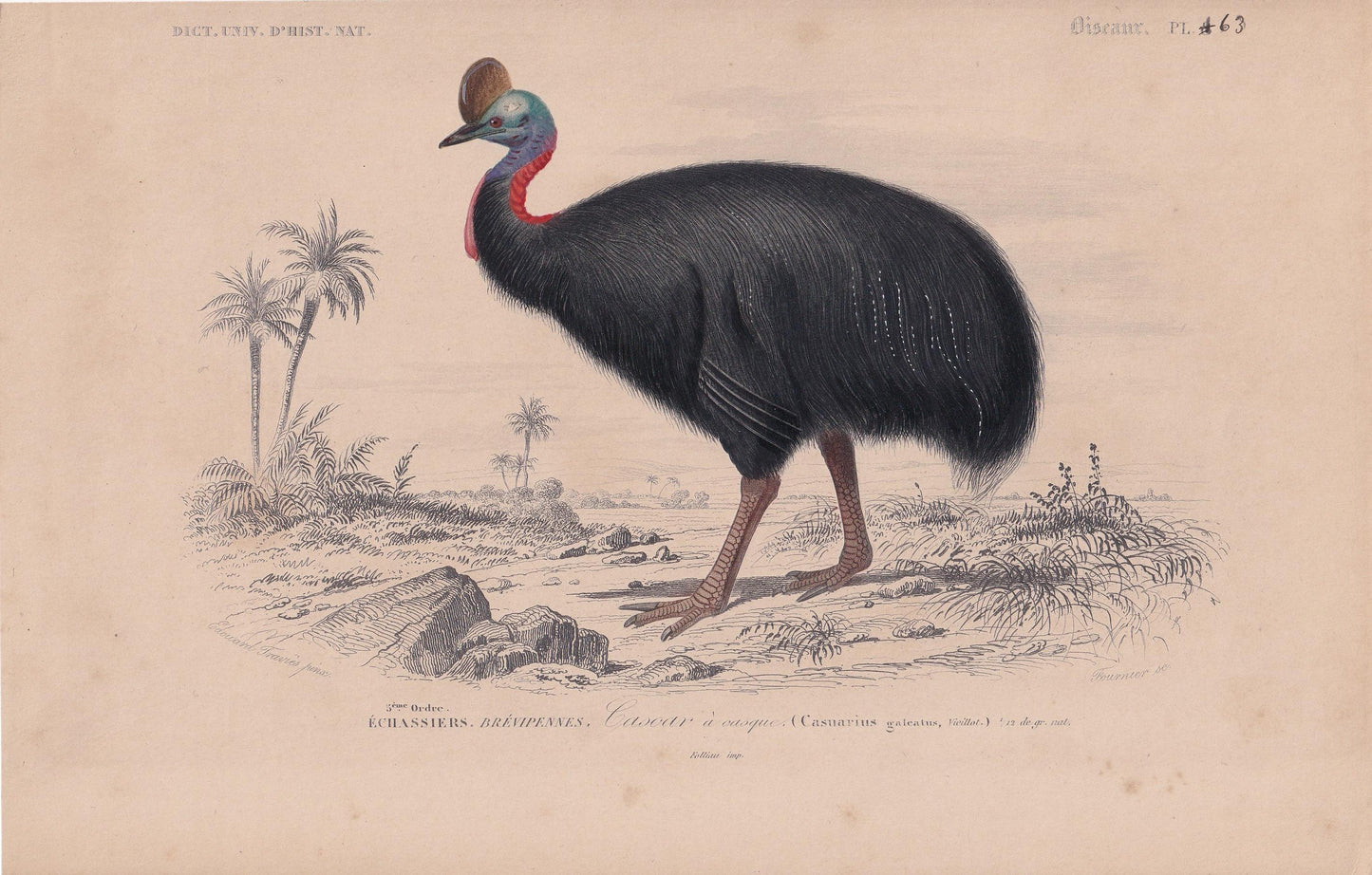 1861 CASSOWARY Bird Print - Hand-Coloured Antique Print - Orbigny - Animal Wall Art - Gift Decor - 5.75 x 9.75 Inches