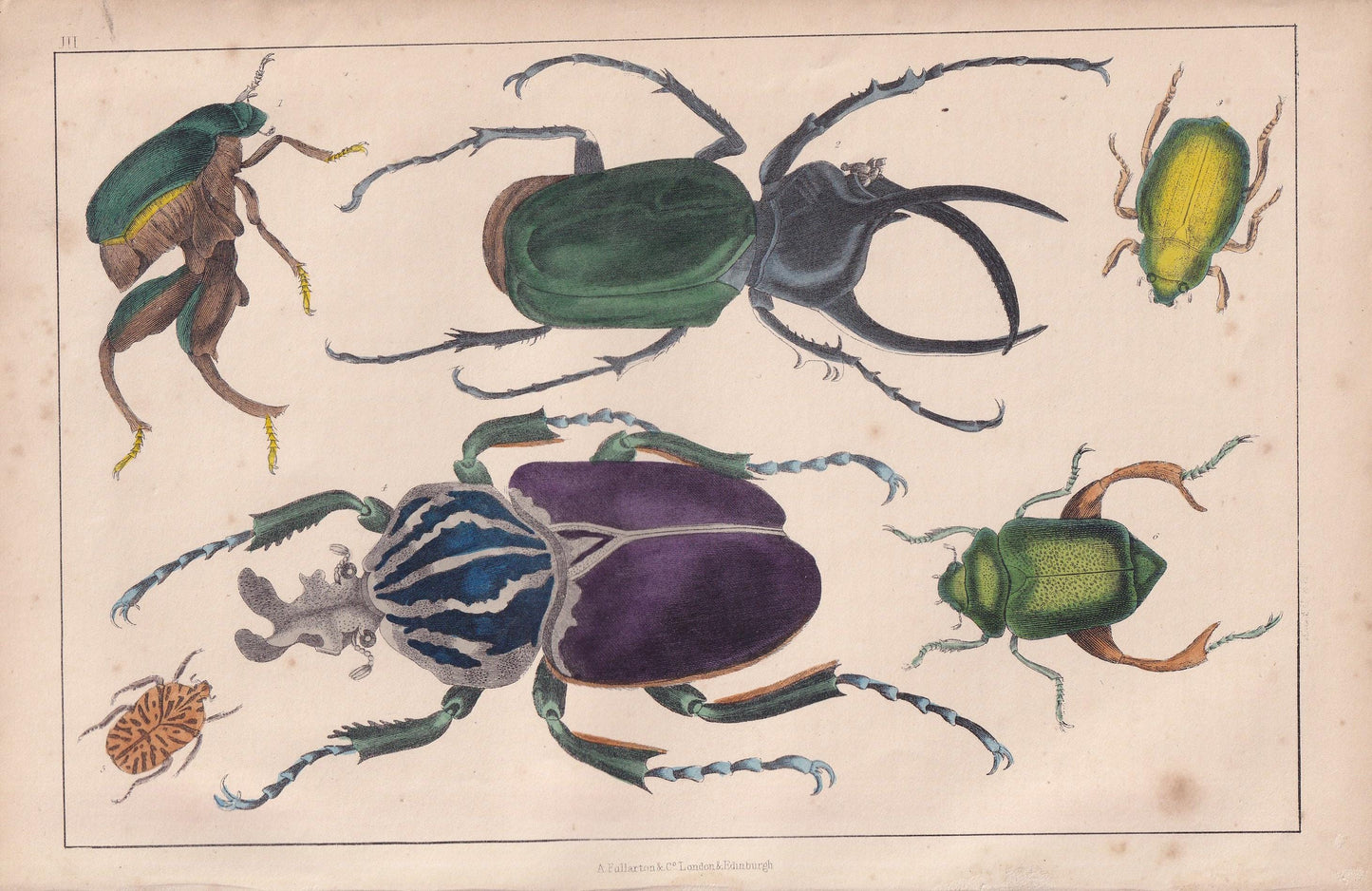 1850 BEETLE Print - Atlas, Goliath, Golden Beetles - Hand-Coloured Engraving - Insect Wall Art - Antique Beetle Decor - 10 x 6.4 Inches