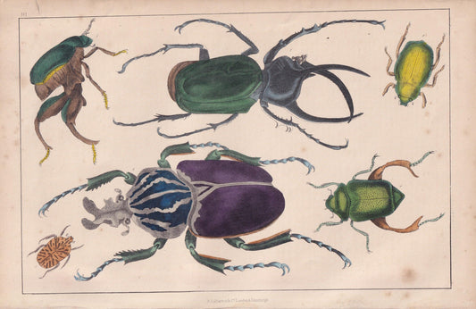 1850 BEETLE Print - Atlas, Goliath, Golden Beetles - Hand-Coloured Engraving - Insect Wall Art - Antique Beetle Decor - 10 x 6.4 Inches
