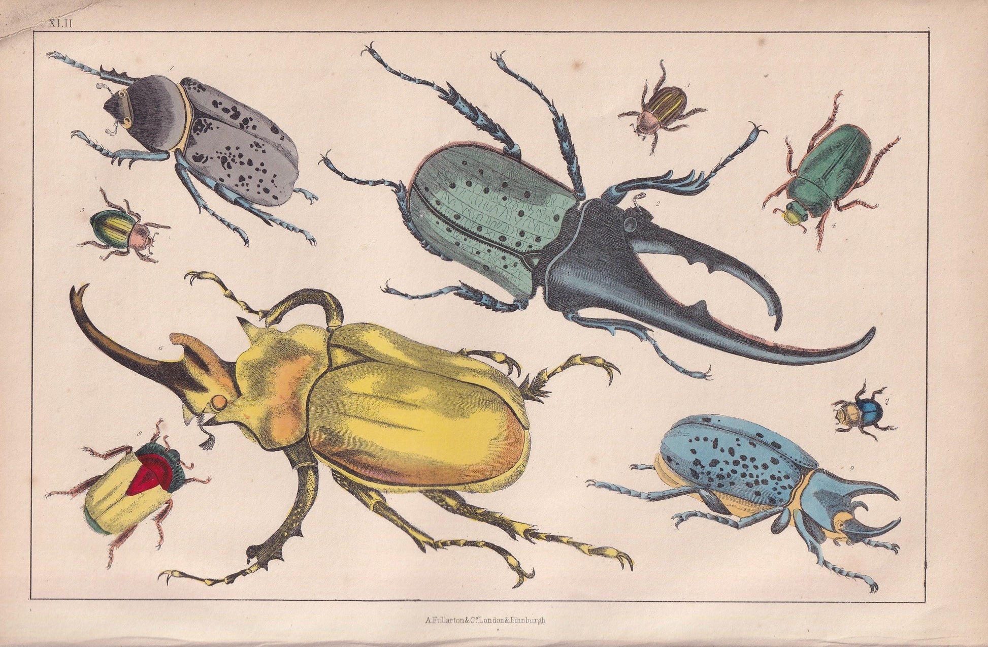 1850 BEETLE Print - Gigantic, Hercules, Elephant - Hand-Coloured Engraving - Insect Wall Art - Antique Beetle Decor - 10 x 6.4 Inches
