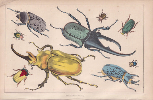 1850 BEETLE Print - Gigantic, Hercules, Elephant - Hand-Coloured Engraving - Insect Wall Art - Antique Beetle Decor - 10 x 6.4 Inches