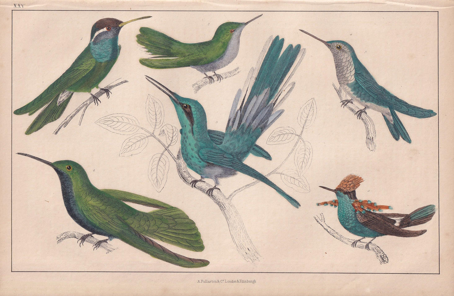 1850 HUMMINGBIRD Print - Original Hand-Coloured Engraving - Bird Wall Art - Antique Bird Print - Hummingbird Decor - 10 x 6.4 Inches