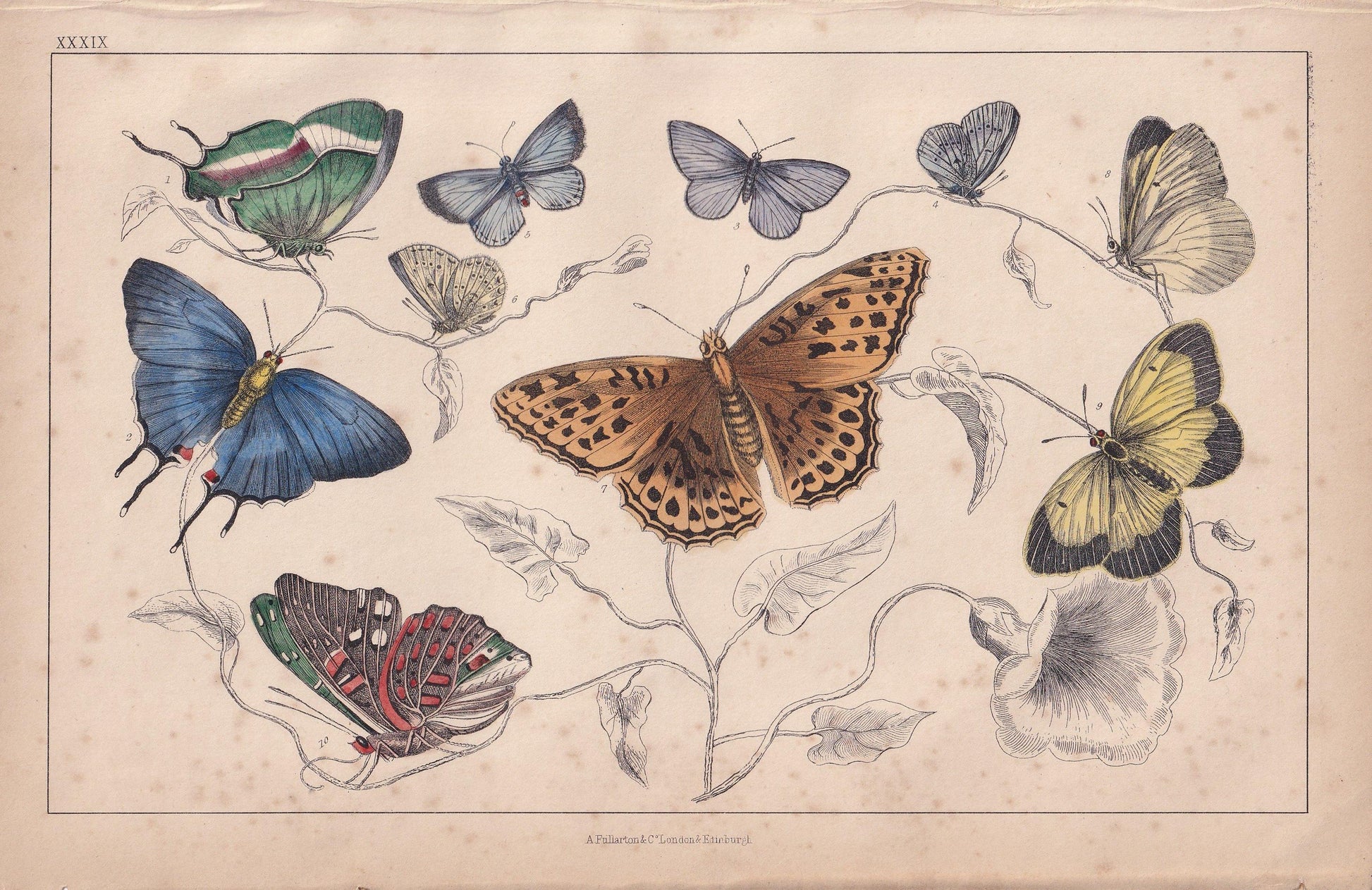 1850 BUTTERFLY Print - Royal, Azure Blue, Silver Streak - Hand-Coloured Engraving - Insect Wall Art - Antique Decor - 10 x 6.4 Inches