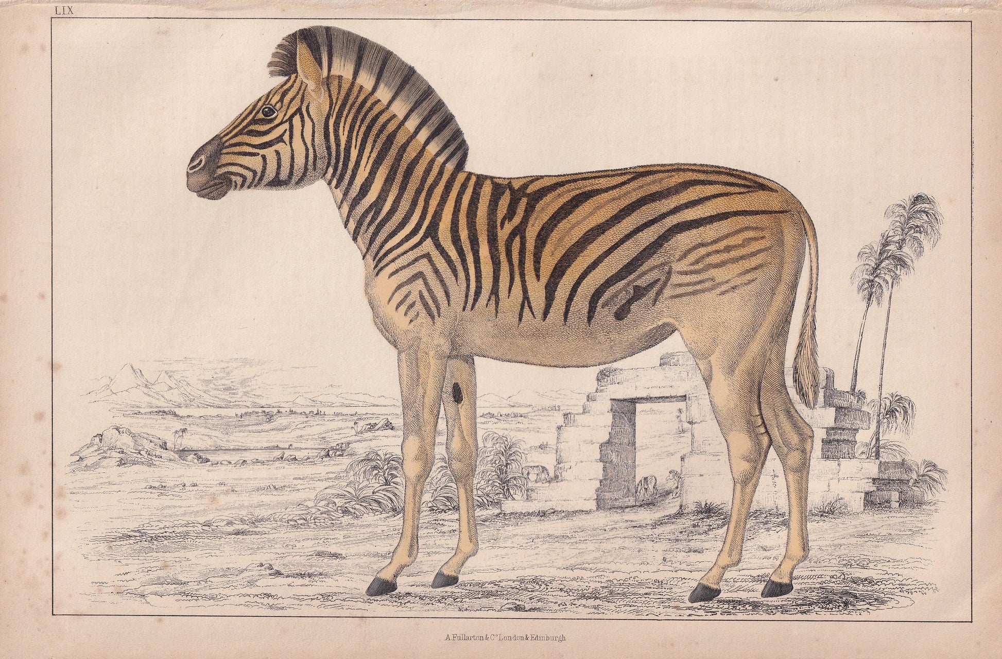 1850 QUAGGA Print - Original Hand-Coloured Engraving - Extinct Zebra Wall Art - Antique Animal Lithograph - Quagga Decor - 10 x 6.4 Inches