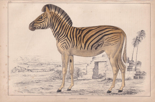 1850 QUAGGA Print - Original Hand-Coloured Engraving - Extinct Zebra Wall Art - Antique Animal Lithograph - Quagga Decor - 10 x 6.4 Inches