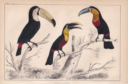 1850 TOUCAN Print - Original Hand-Coloured Engraving - Bird Wall Art - Antique Bird Print - Tropical Bird Decor - 10 x 6.4 Inches