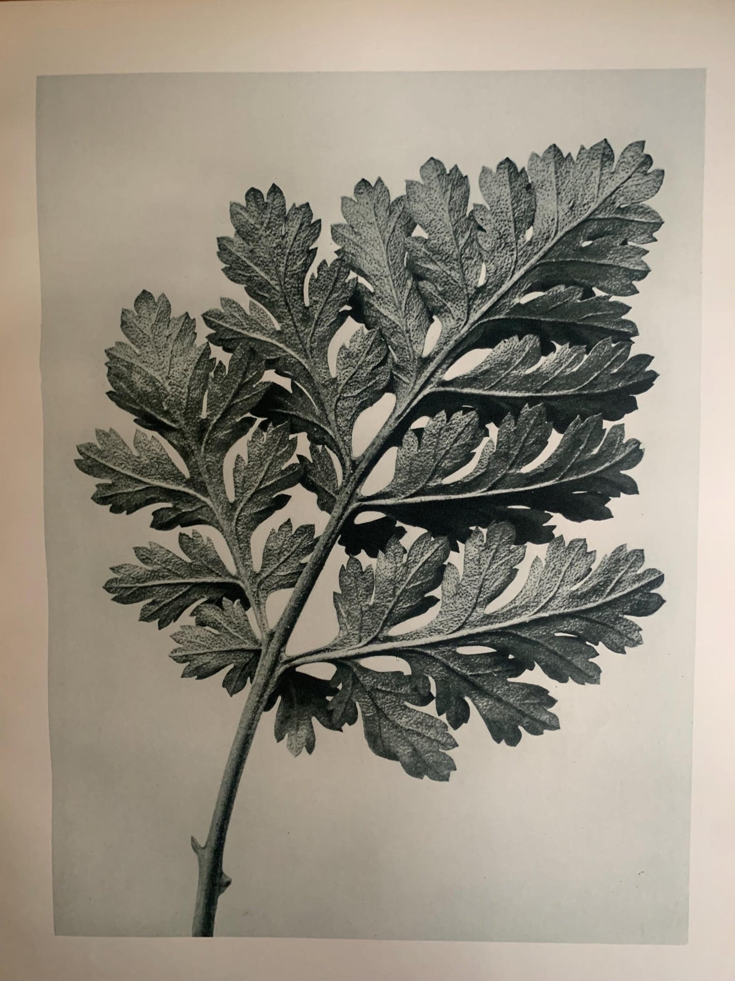 1929 Karl Blossfeldt Print - FEVERFEW CHRYSANTHEMUM LEAF - Abstract Photogravure - Plant Tree - Botanical Wall Art - 9.5 x 12 Inch