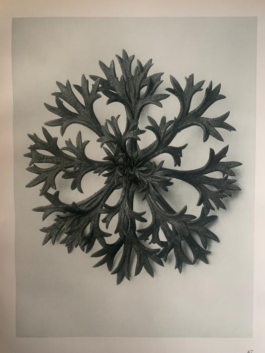 1929 Karl Blossfeldt Print - SAXIFRAGE LEAF Plant Study - Abstract Photogravure - Plant Tree - Botanical Wall Art - 9.5 x 12 Inch