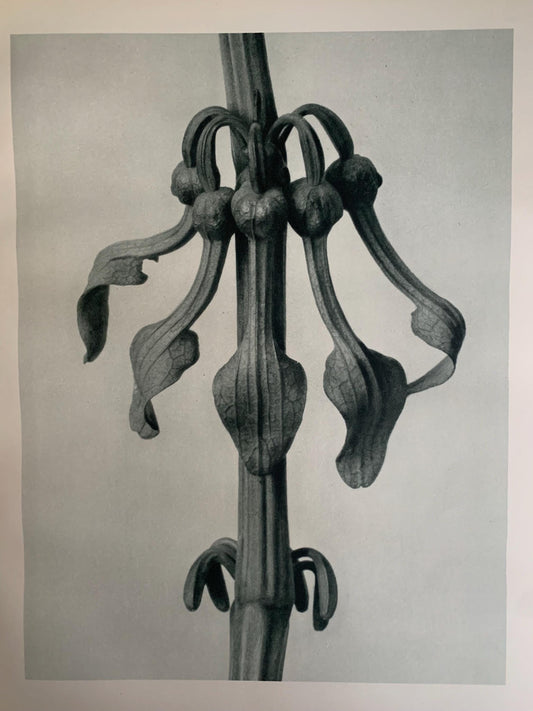 1929 Karl Blossfeldt Print - BIRTHWORT FLOWERS - Abstract Photogravure - Plant Tree - Botanical Wall Art - 9.5 x 12 Inch
