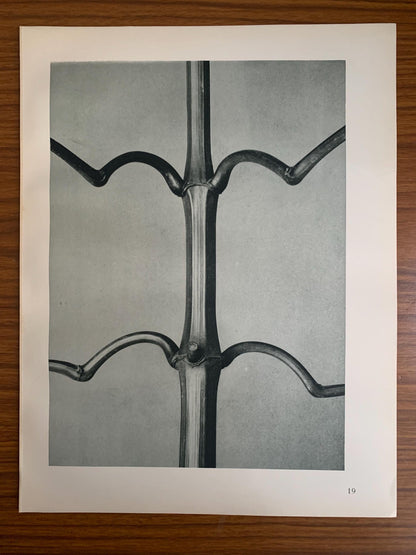 1929 Karl Blossfeldt Print - INDIAN BALSAM - Abstract Photogravure - Plant Tree - Botanical Wall Art - 9.5 x 12 Inch