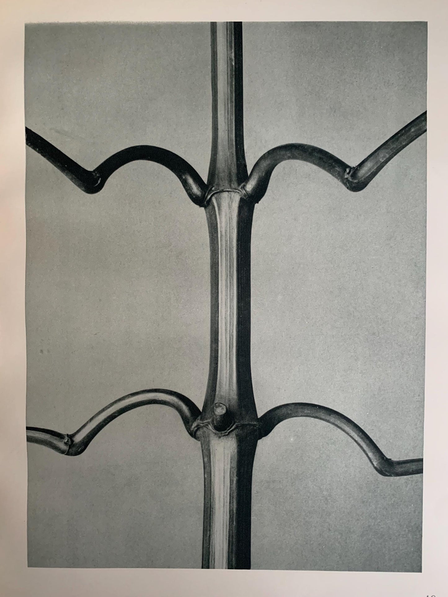 1929 Karl Blossfeldt Print - INDIAN BALSAM - Abstract Photogravure - Plant Tree - Botanical Wall Art - 9.5 x 12 Inch