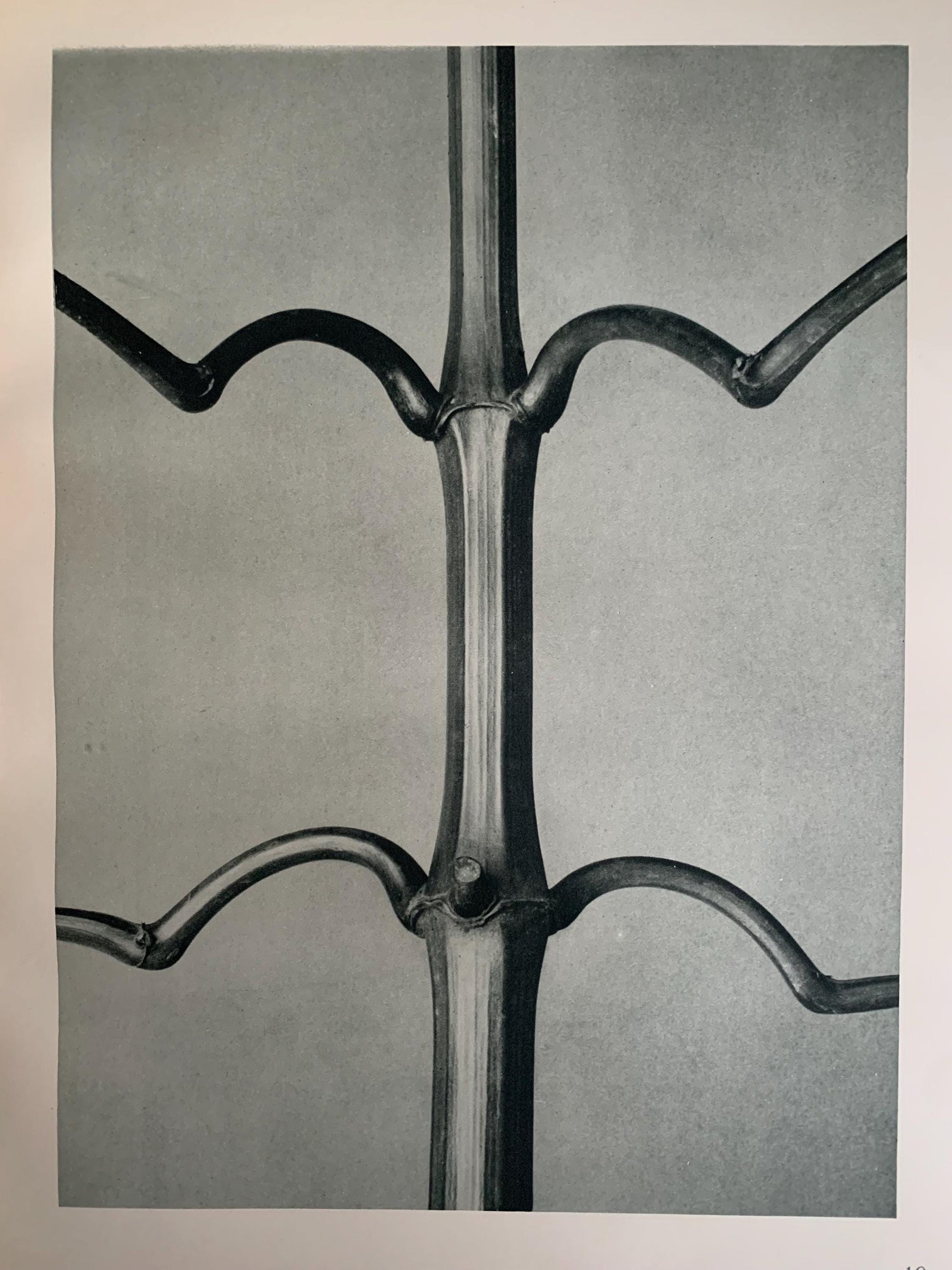 1929 Karl Blossfeldt Print - INDIAN BALSAM - Abstract Photogravure - Plant Tree - Botanical Wall Art - 9.5 x 12 Inch