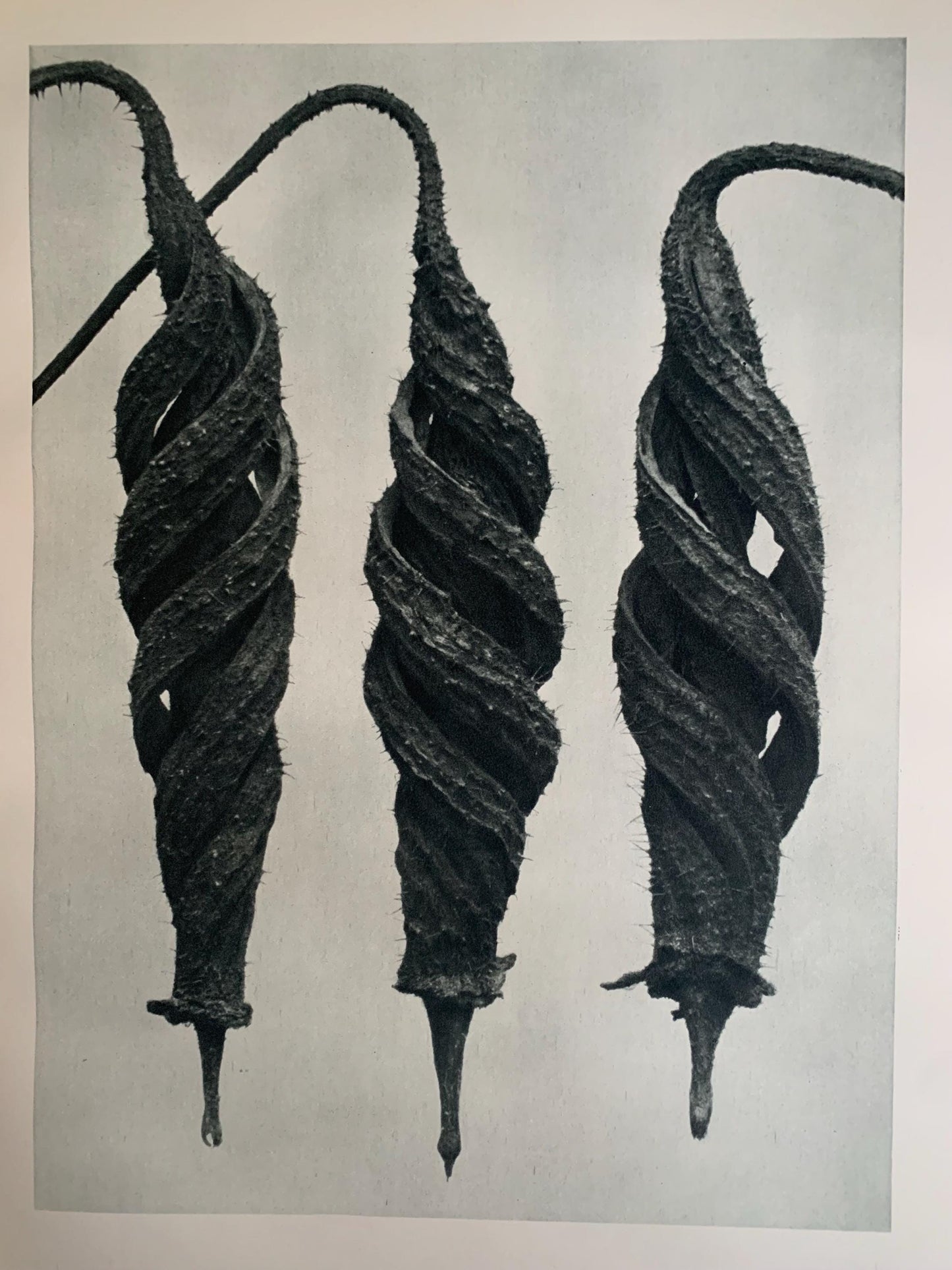 1929 Karl Blossfeldt Print - CHILLI NETTLE SEED - Abstract Photogravure - Plant Tree - Botanical Wall Art - 9.5 x 12 Inch