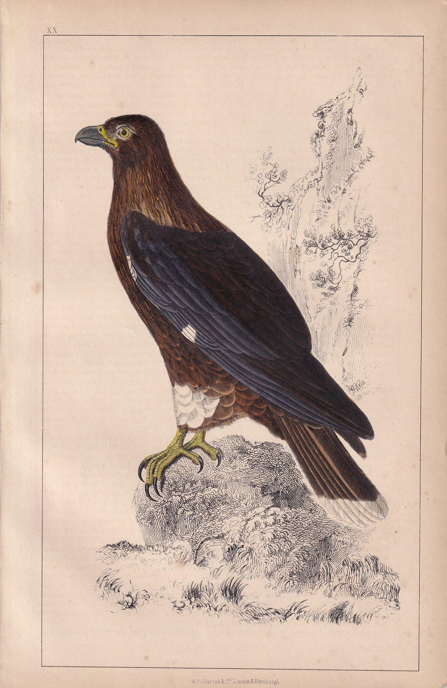 1850 CARACARA FALCON Bird Print - Original Hand-Coloured Engraving - Bird Wall Art - Antique Bird Print - Bird Decor - 10 x 6