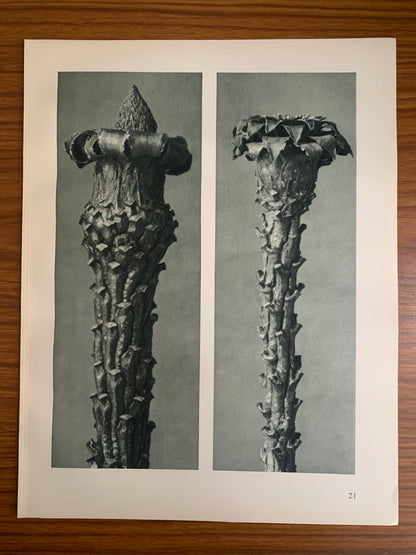 1929 Karl Blossfeldt Print - SILVER FIR - Abstract Photogravure - Plant Tree - Botanical Wall Art - 9.5 x 12 Inch