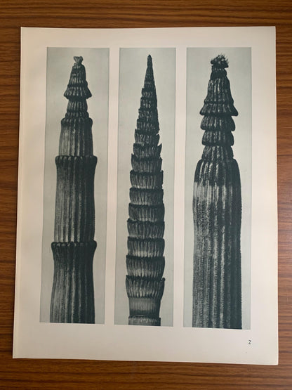 1929 Karl Blossfeldt Print - WINTER HORSETAIL Plant Study - Original Photogravure - Plant Tree - Botanical Wall Art - 9.5 x 12 Inch