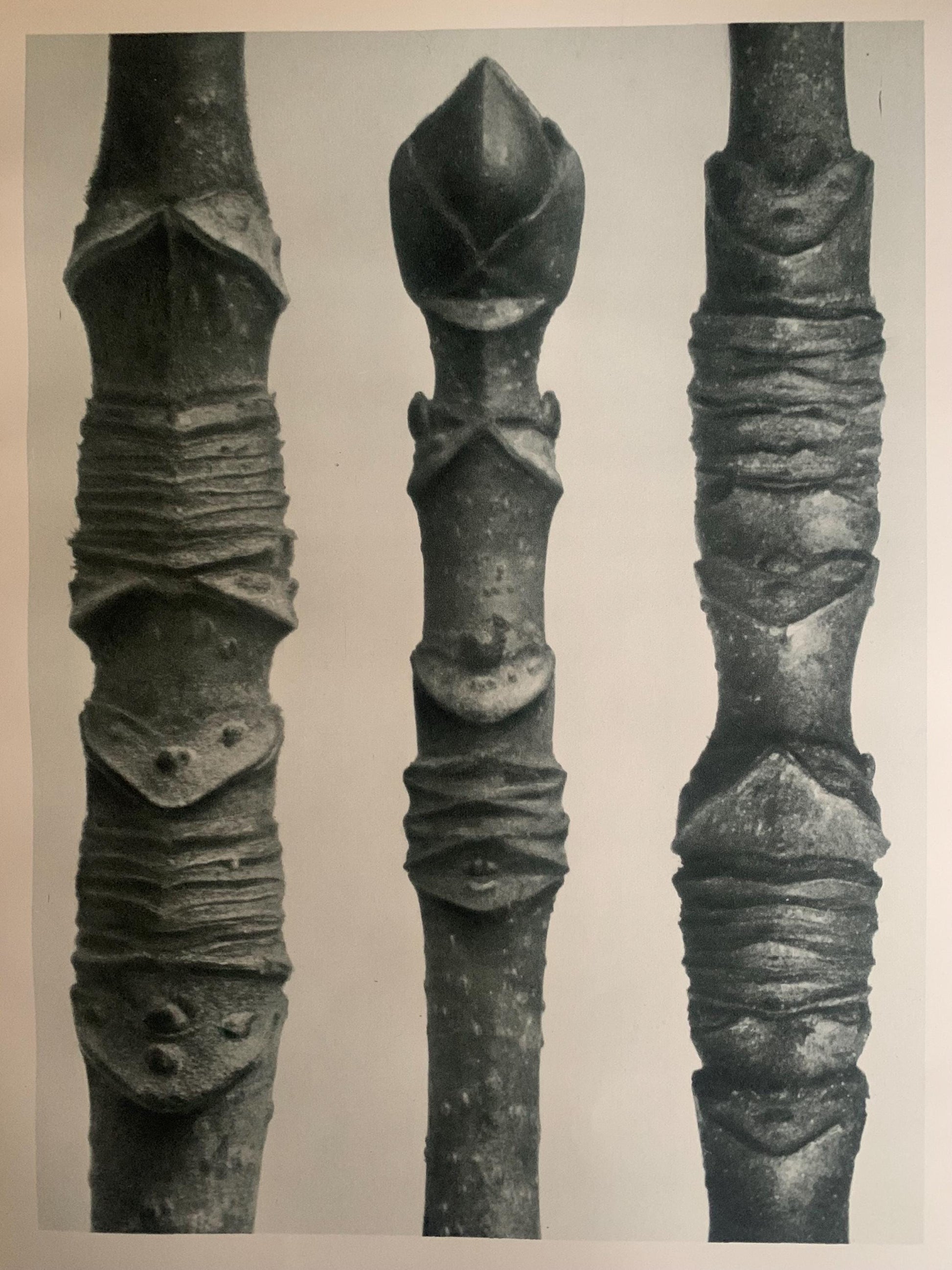 1929 Karl Blossfeldt Print - ACER (MAPLE TREE) - Abstract Photogravure - Plant Tree - Botanical Wall Art - 9.5 x 12 Inch