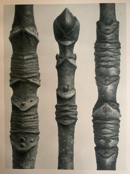 1929 Karl Blossfeldt Print - ACER (MAPLE TREE) - Abstract Photogravure - Plant Tree - Botanical Wall Art - 9.5 x 12 Inch