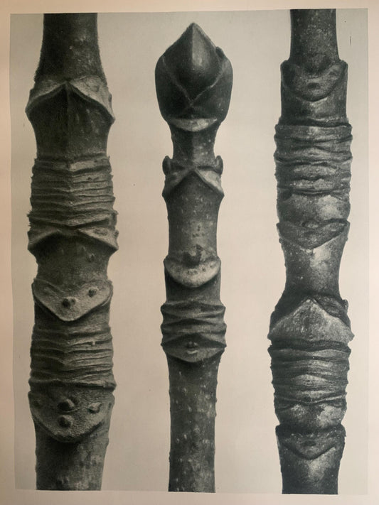 1929 Karl Blossfeldt Print - ACER (MAPLE TREE) - Abstract Photogravure - Plant Tree - Botanical Wall Art - 9.5 x 12 Inch