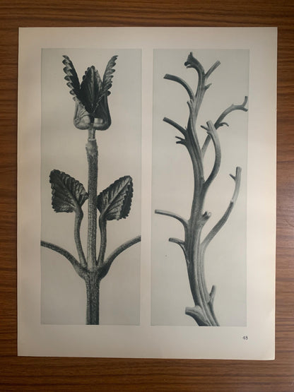 1929 Karl Blossfeldt Print - HEDGE NETTLE & TOBACCO - Abstract Photogravure - Plant Tree - Botanical Wall Art - 9.5 x 12 Inch