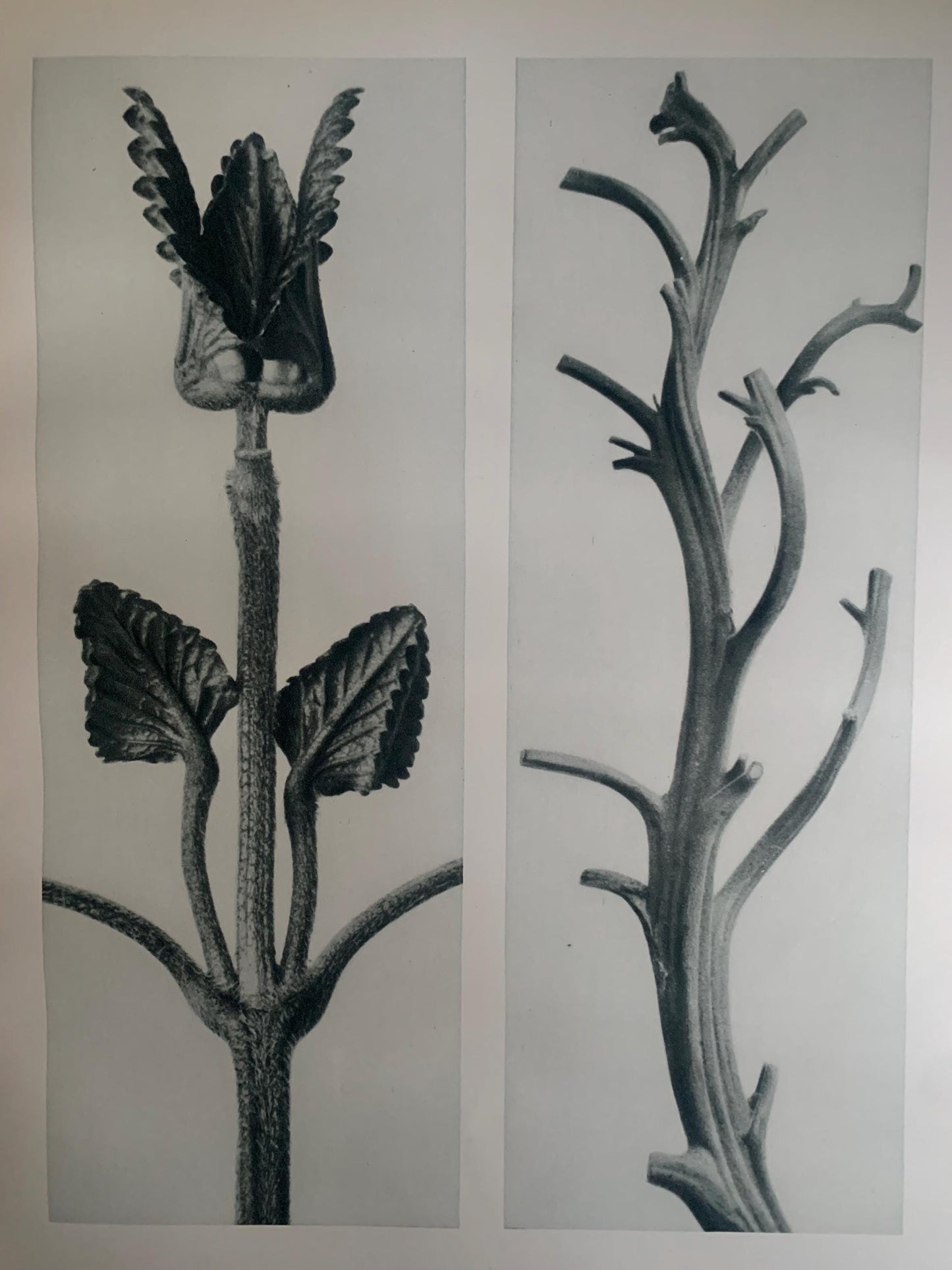 1929 Karl Blossfeldt Print - HEDGE NETTLE & TOBACCO - Abstract Photogravure - Plant Tree - Botanical Wall Art - 9.5 x 12 Inch