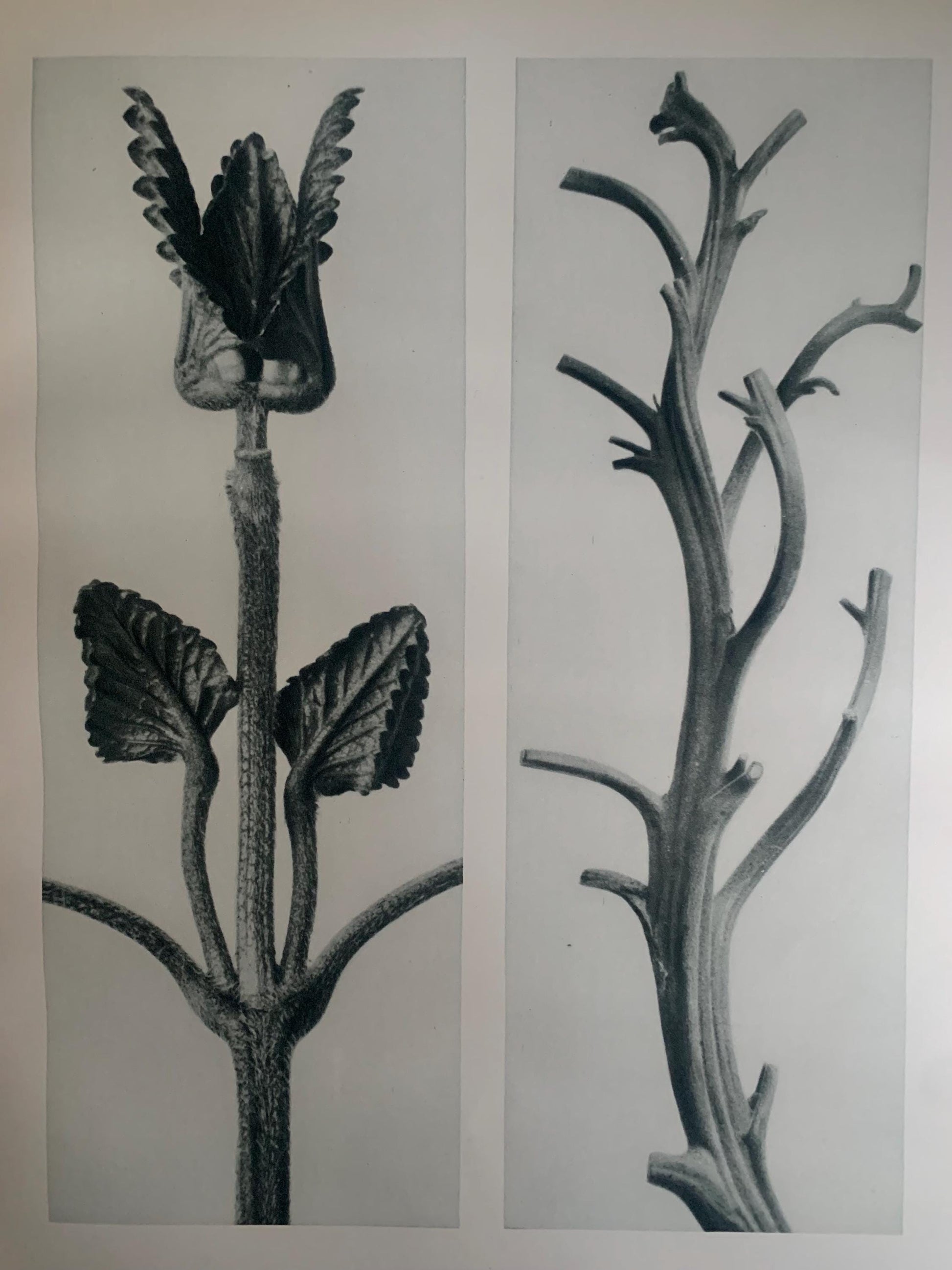 1929 Karl Blossfeldt Print - HEDGE NETTLE & TOBACCO - Abstract Photogravure - Plant Tree - Botanical Wall Art - 9.5 x 12 Inch