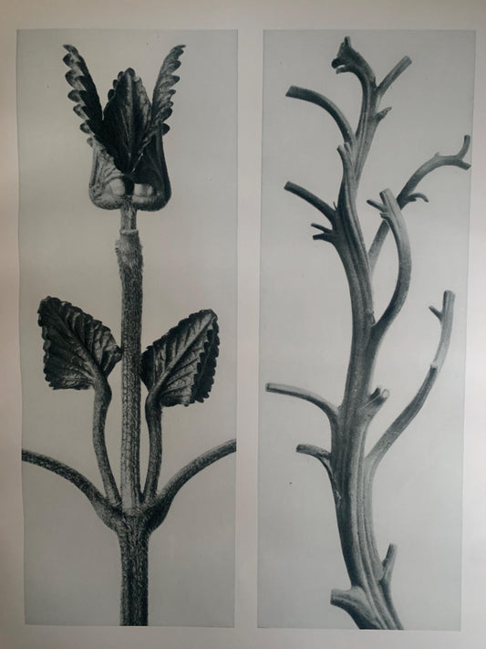 1929 Karl Blossfeldt Print - HEDGE NETTLE & TOBACCO - Abstract Photogravure - Plant Tree - Botanical Wall Art - 9.5 x 12 Inch
