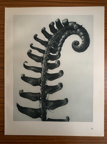 1929 Karl Blossfeldt Print - PRICKLY SHIELD FERN - Abstract Photogravure - Plant Tree - Botanical Wall Art - 9.5 x 12 Inch