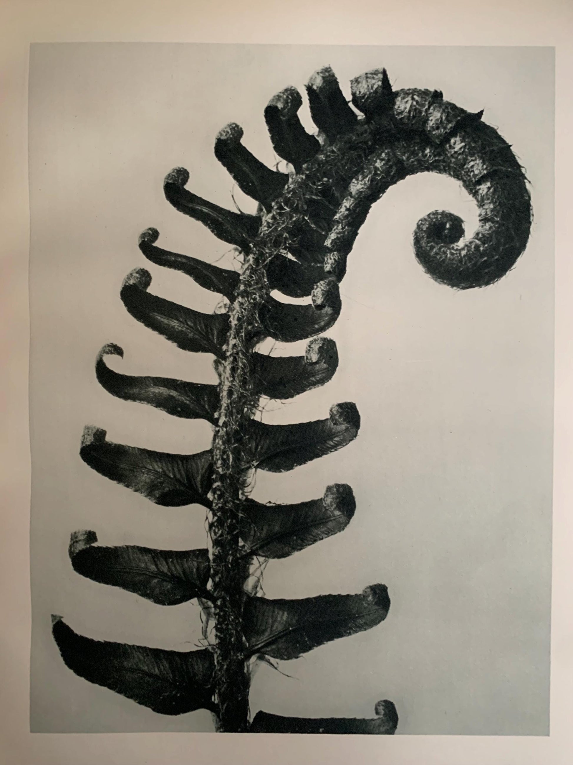 1929 Karl Blossfeldt Print - PRICKLY SHIELD FERN - Abstract Photogravure - Plant Tree - Botanical Wall Art - 9.5 x 12 Inch