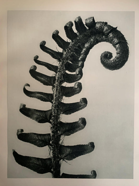1929 Karl Blossfeldt Print - PRICKLY SHIELD FERN - Abstract Photogravure - Plant Tree - Botanical Wall Art - 9.5 x 12 Inch