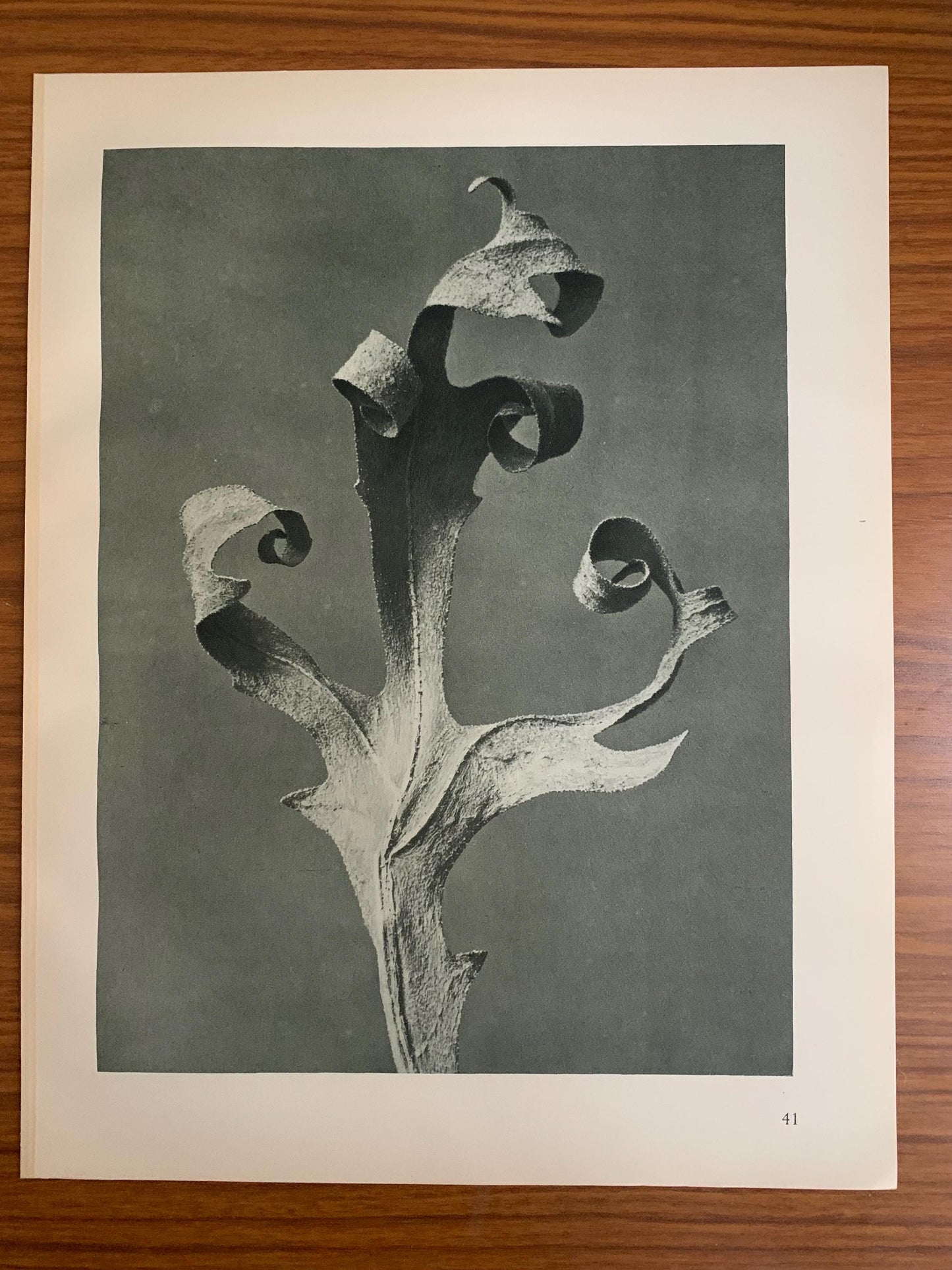 1929 Karl Blossfeldt Print - COMPASS PLANT - Abstract Photogravure - Plant Tree - Botanical Wall Art - 9.5 x 12 Inch