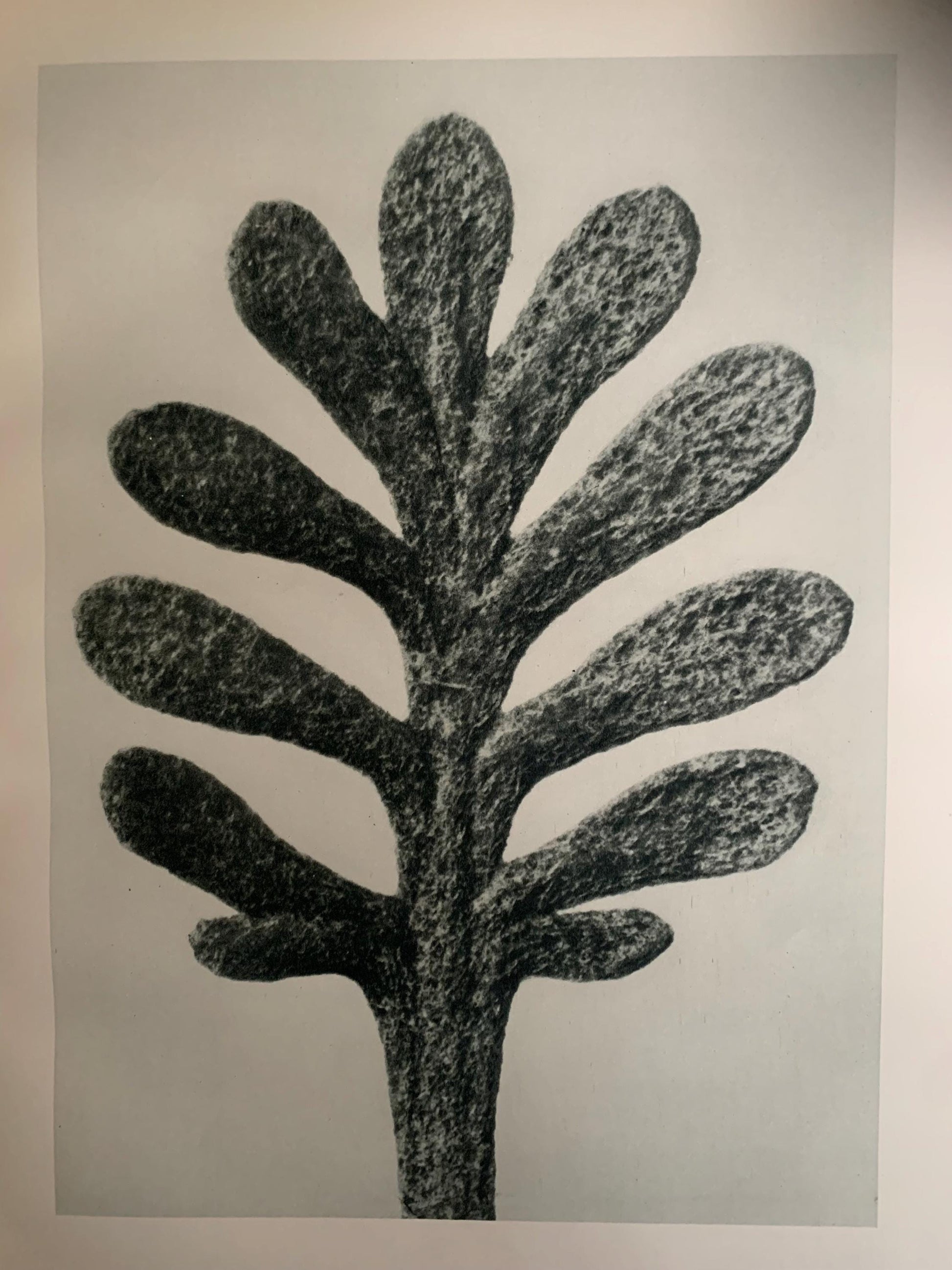 1929 Karl Blossfeldt Print - YARROW LEAF - Abstract Photogravure - Plant Tree - Botanical Wall Art - 9.5 x 12 Inch
