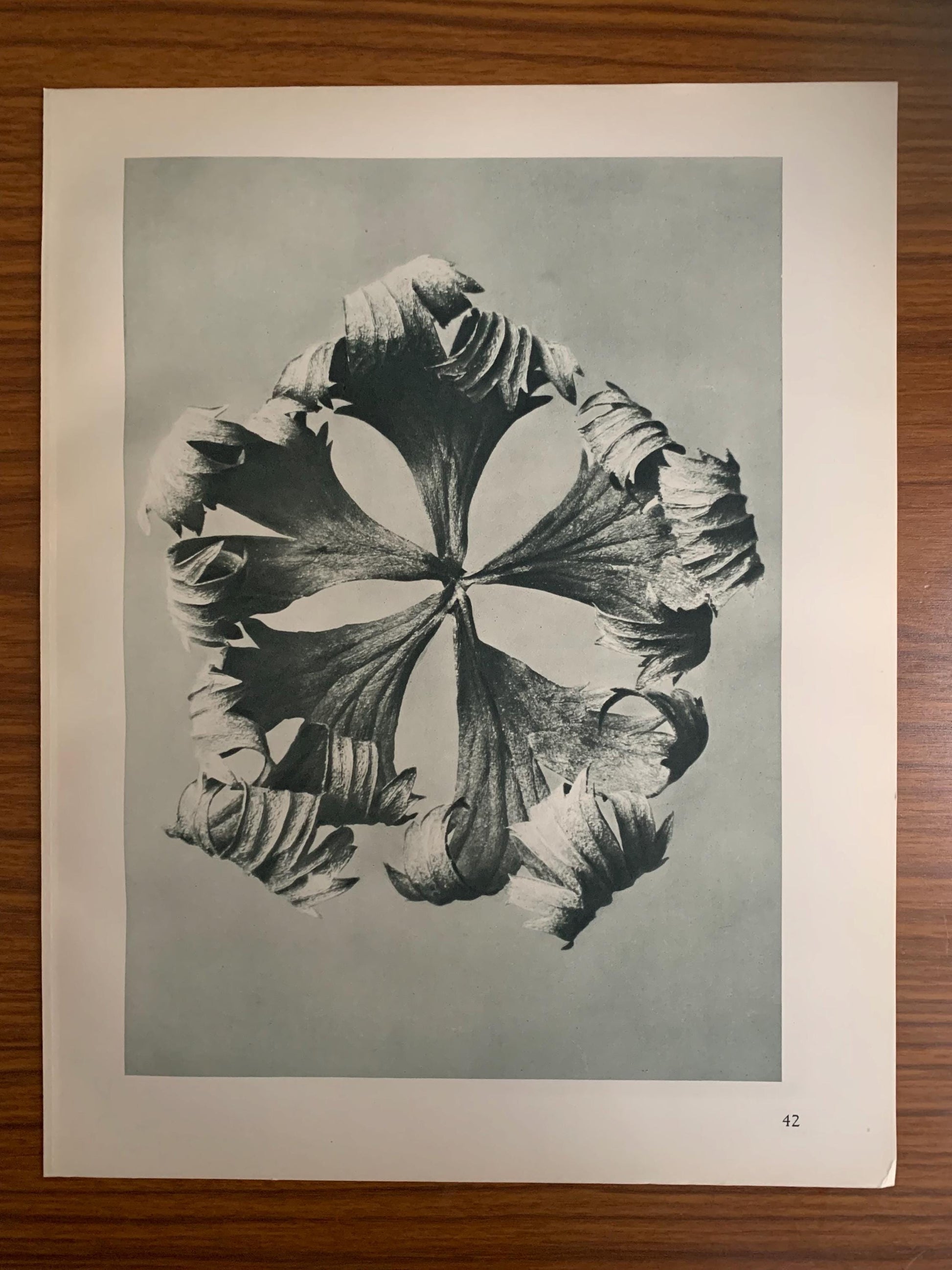 1929 Karl Blossfeldt Print - GLOBE FLOWER Plant Study - Abstract Photogravure - Plant Tree - Botanical Wall Art - 9.5 x 12 Inch