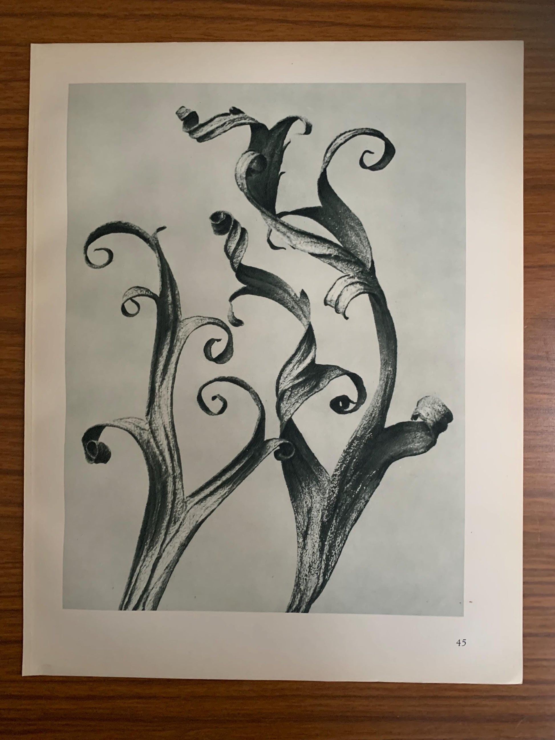 1929 Karl Blossfeldt Print - LARKSPUR DELPHINIUM - Abstract Photogravure - Plant Tree - Botanical Wall Art - 9.5 x 12 Inch